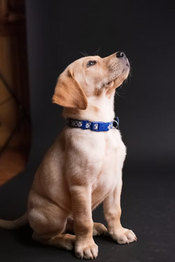 Dog sitting happily with pet accessories